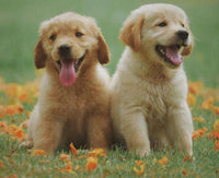 Thumbnail for Diamond Painting Labrador puppies met Ronde steentjes 80x100cm - Beste Kwaliteit