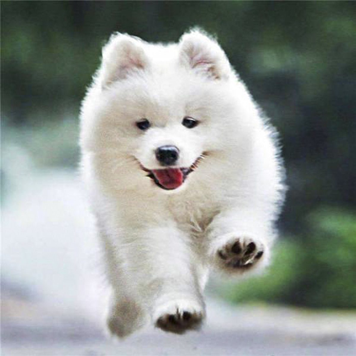 Rennende puppy diamond painting ontwerp