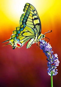 Thumbnail for Diamond Painting Vlinder Op Lavendel met Ronde steentjes 70x100cm - Beste Kwaliteit