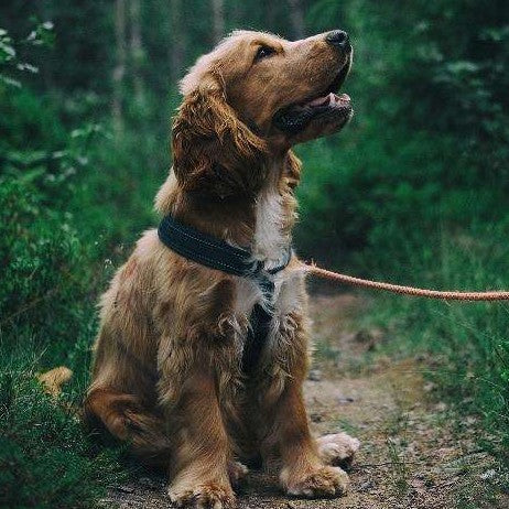 Diamond Painting Cockers-Spaniel in het bos met Ronde steentjes 100x100 - Beste Kwaliteit