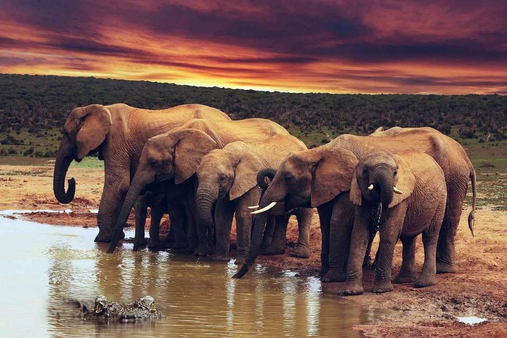 Familie Olifant bij de Plas diamond painting ontwerp