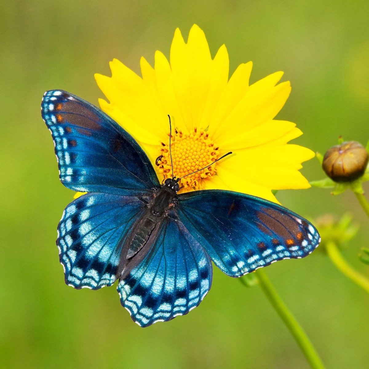 Blauwe Vlinder op Gele Bloem diamond painting ontwerp