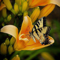 Thumbnail for Diamond Painting Gele vlinder op bloem met Ronde steentjes 100x100 - Beste Kwaliteit