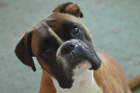 Thumbnail for Boxer diamond painting ontwerp