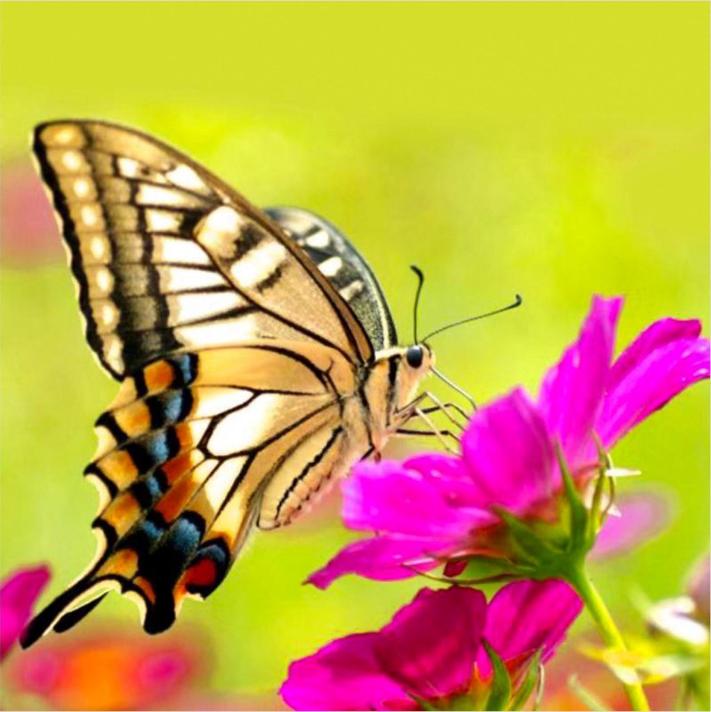 Diamond Painting Bruine vlinder op bloem met Ronde steentjes 100x100 - Beste Kwaliteit