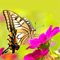 Thumbnail for Diamond Painting Bruine vlinder op bloem met Ronde steentjes 100x100 - Beste Kwaliteit