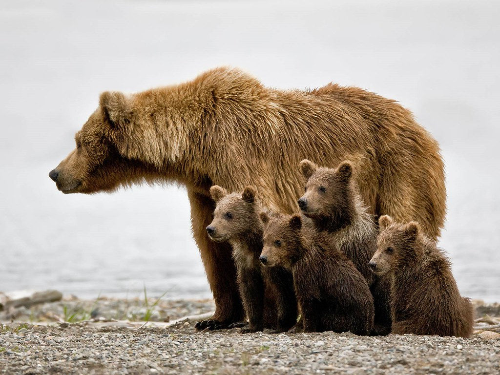 Diamond Painting Grizzly moeder en jongen met Ronde steentjes 80x100cm - Beste Kwaliteit