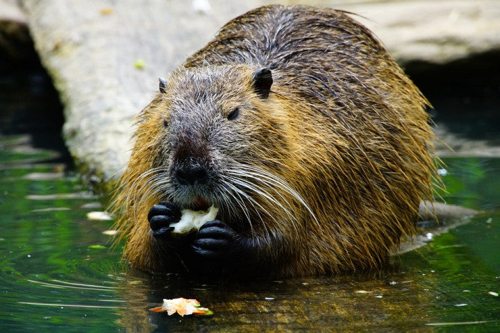 Diamond Painting Bever aan het eten met Ronde steentjes 100x70cm - Beste Kwaliteit