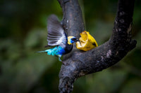 Thumbnail for Blauw zwart vogeltje diamond painting ontwerp