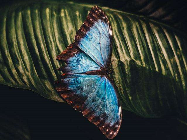 Blauwe vlinder op blad diamond painting ontwerp