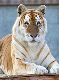 Thumbnail for Bijzondere tijger diamond painting ontwerp