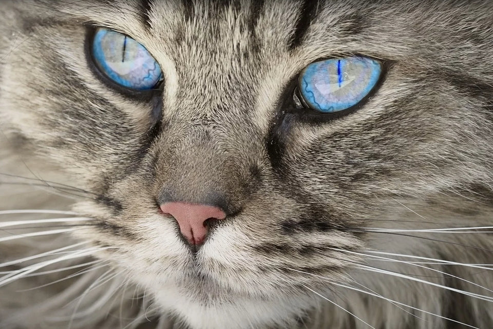 Blauwe kattenogen diamond painting ontwerp