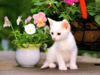 Thumbnail for Katje bij bloempot diamond painting ontwerp