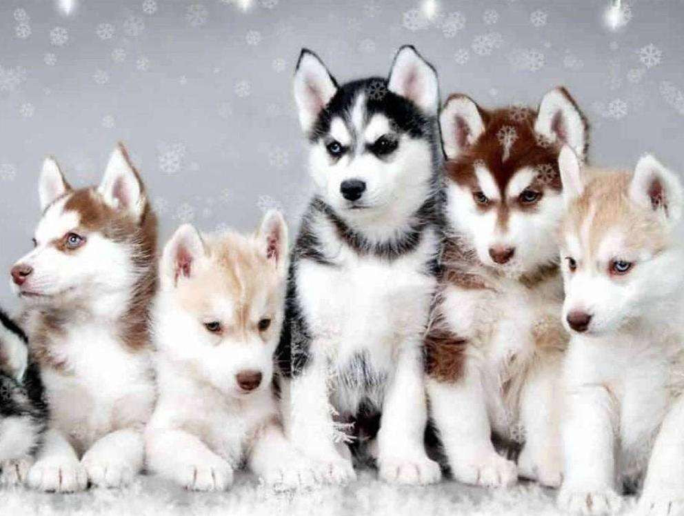 Diamond Painting Husky puppies op portret met Ronde steentjes 80x100cm - Beste Kwaliteit