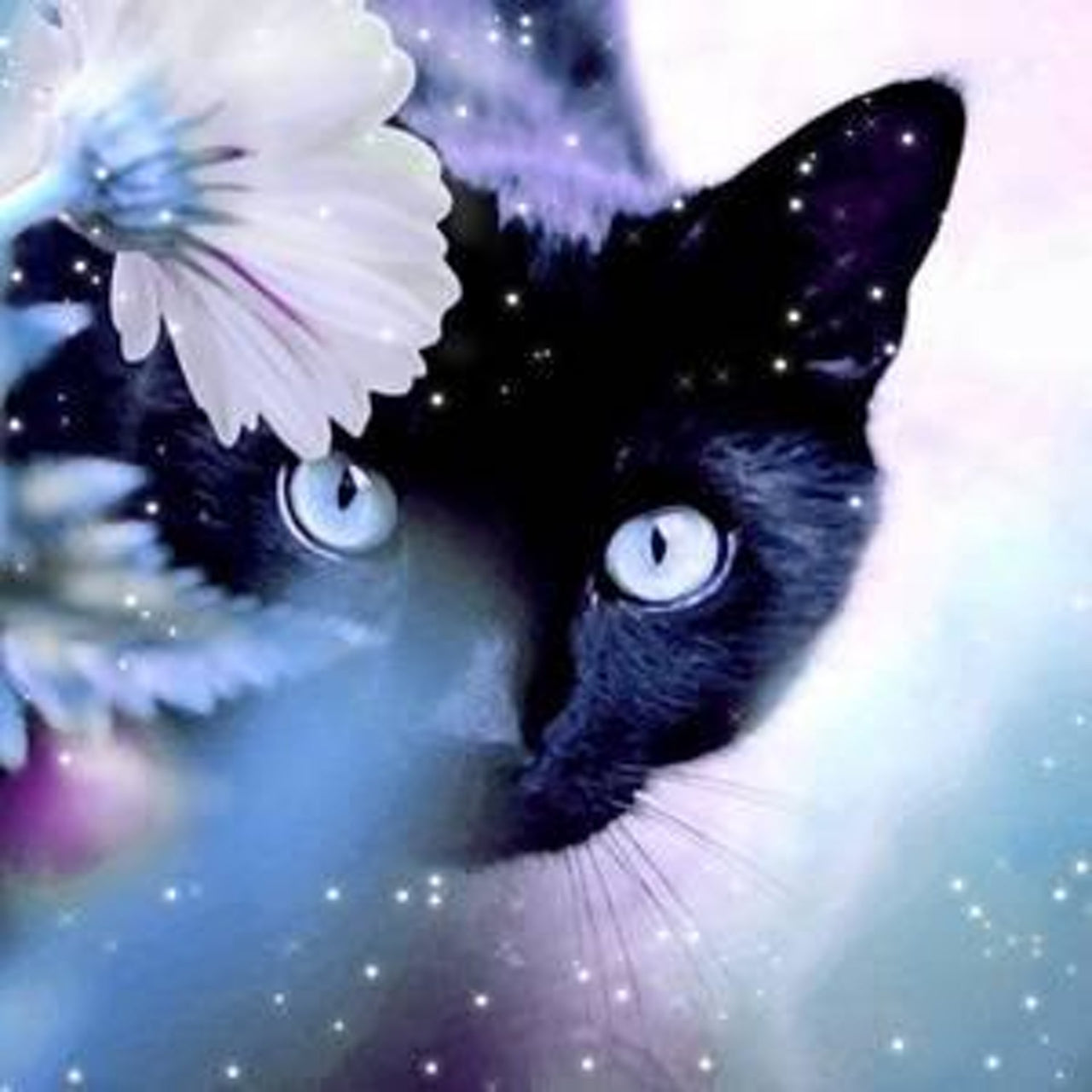 Zwarte Poes diamond painting ontwerp