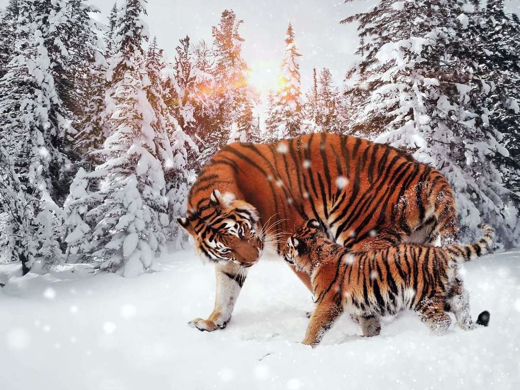 Diamond Painting Begaalse tijger in de sneeuw met Ronde steentjes 80x100cm - Beste Kwaliteit