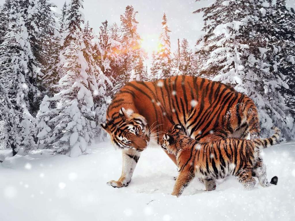 Begaalse tijger in de sneeuw diamond painting ontwerp