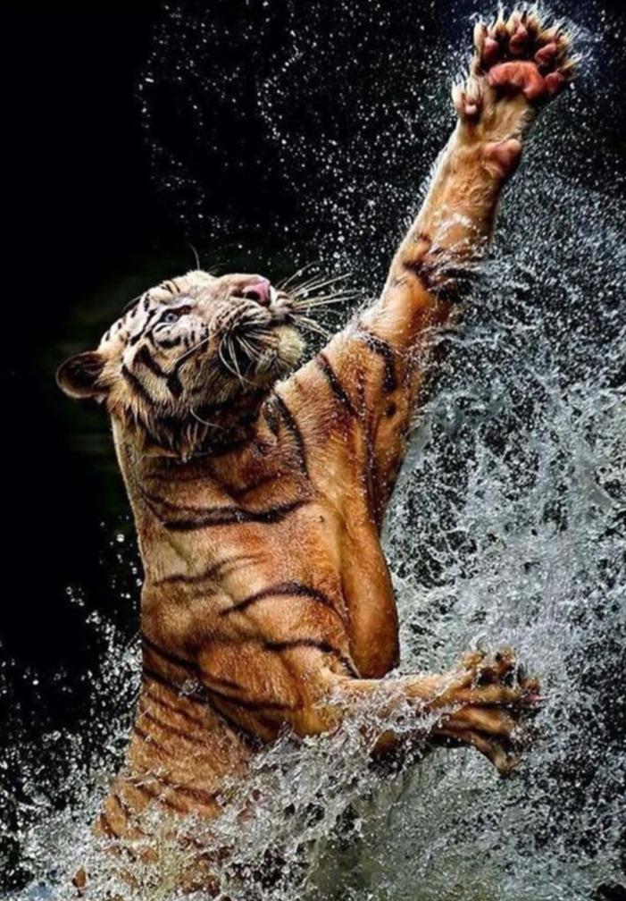 Tijger speelt met water diamond painting ontwerp