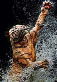 Thumbnail for Tijger speelt met water diamond painting ontwerp