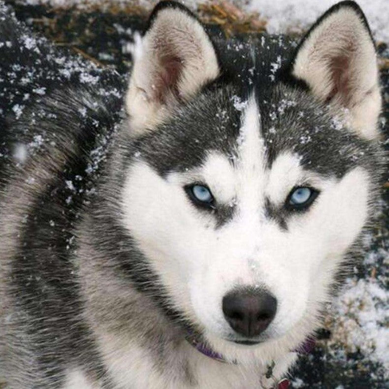 Diamond Painting Husky met sneeuw op de vacht met Ronde steentjes 100x100 - Beste Kwaliteit