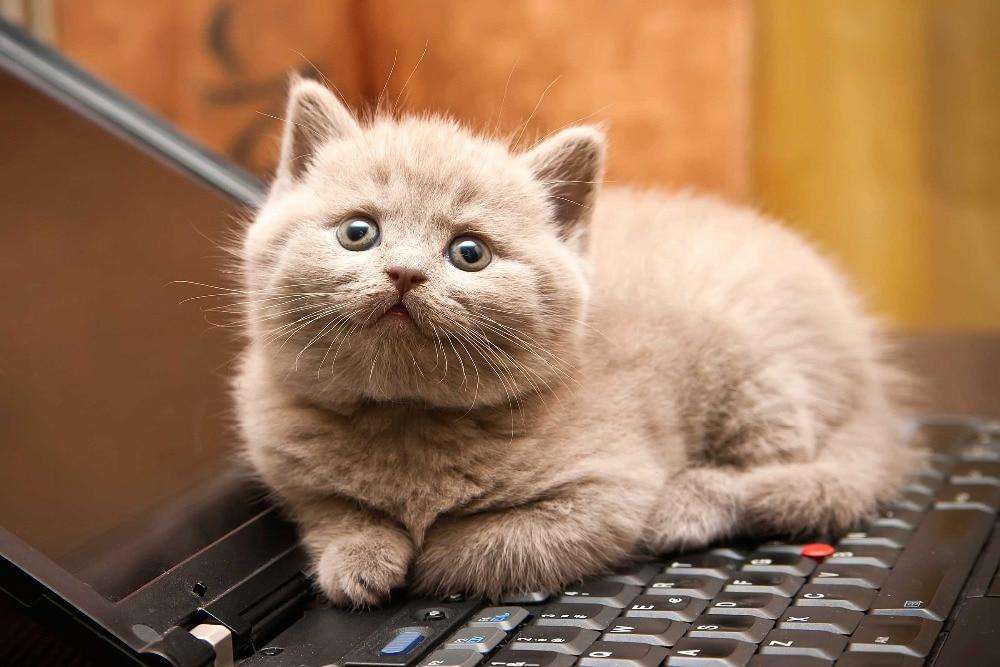 Kat op laptop diamond painting ontwerp