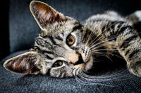 Thumbnail for Diamond Painting Liggende kat met Ronde steentjes 100x70cm - Beste Kwaliteit