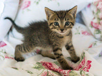 Thumbnail for Spelende kitten diamond painting ontwerp