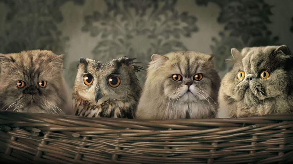 Uil en katten diamond painting ontwerp
