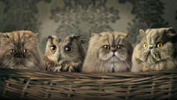 Thumbnail for Uil en katten diamond painting ontwerp