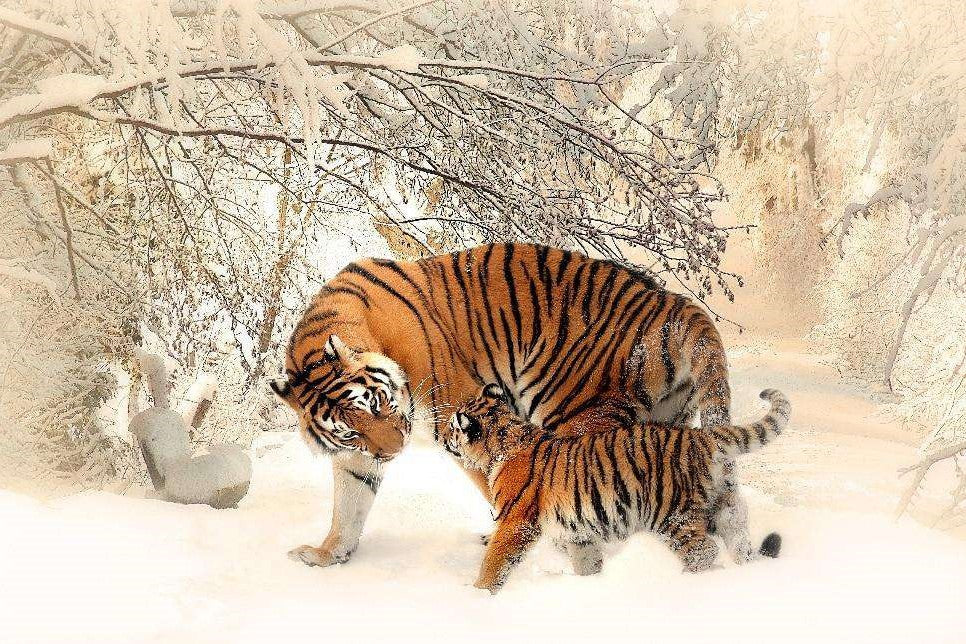 Tijger en welp in de sneeuw diamond painting ontwerp