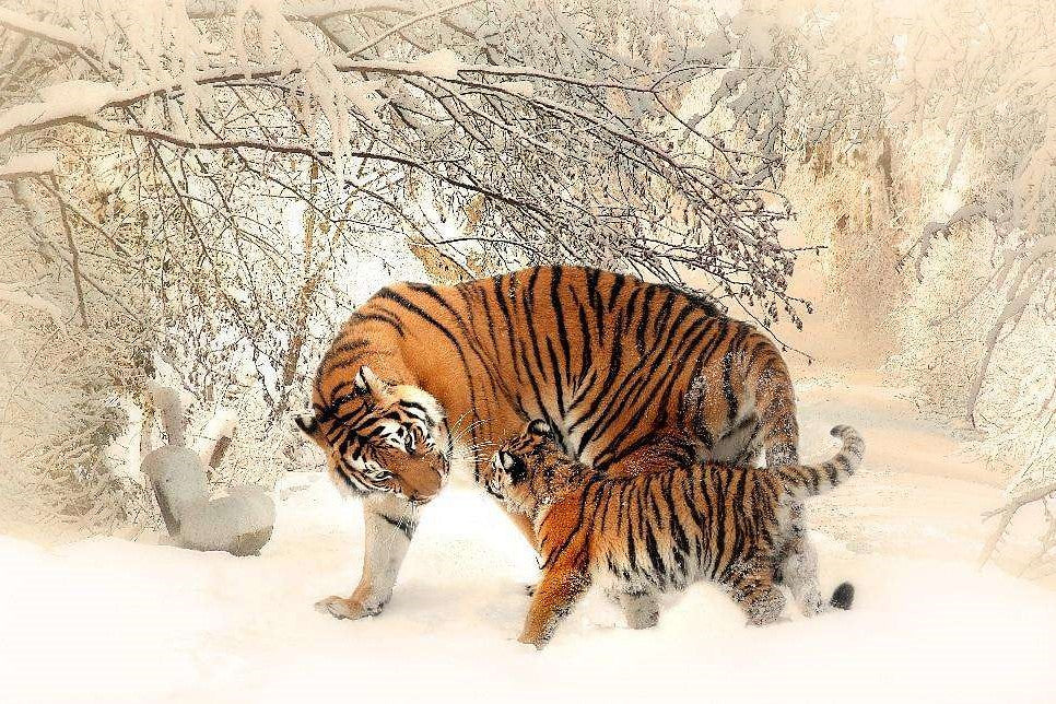 Diamond Painting Tijger en welp in de sneeuw met Ronde steentjes 100x70cm - Beste Kwaliteit