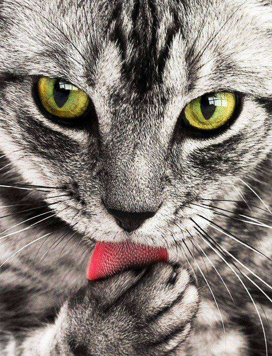 Kat met groene ogen diamond painting ontwerp