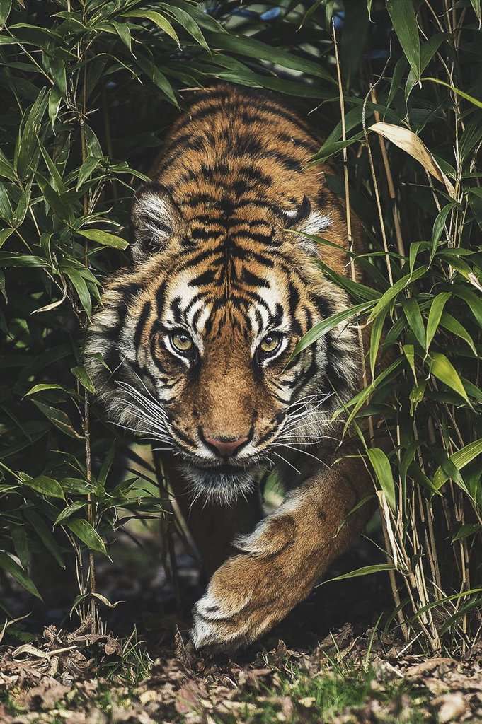 Tijger in het hoge gras diamond painting ontwerp