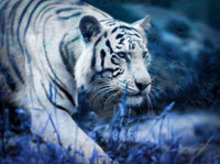 Thumbnail for Diamond Painting Lopende witte tijger met Ronde steentjes 80x100cm - Beste Kwaliteit