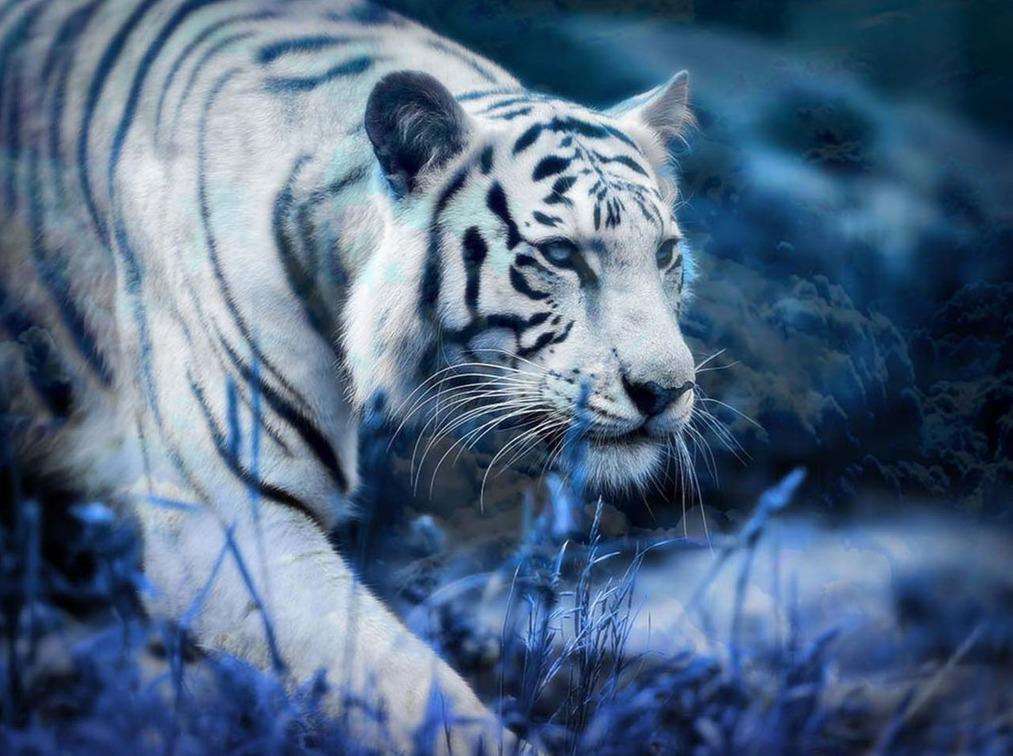 Lopende witte tijger diamond painting ontwerp
