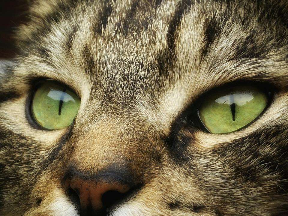 Gestreepte kat diamond painting ontwerp