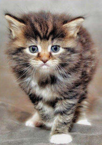 Thumbnail for Main- Coon diamond painting ontwerp