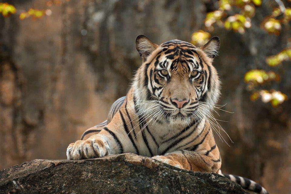 Tijger op rots diamond painting ontwerp