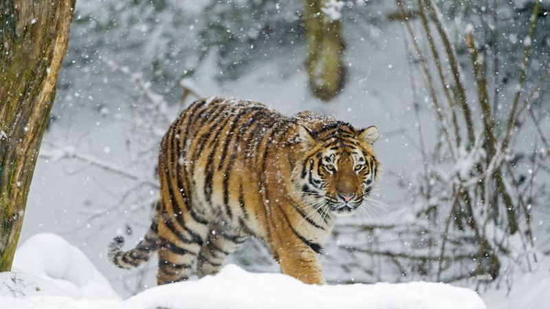 Siberische tijger diamond painting ontwerp