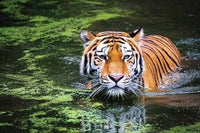 Thumbnail for Tijger in het water diamond painting ontwerp