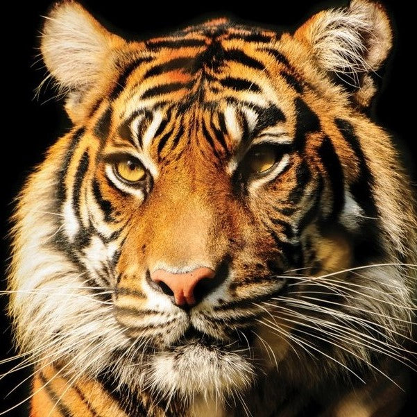 Tijger diamond painting ontwerp