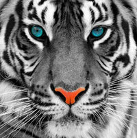 Thumbnail for Tijger blauwe ogen diamond painting ontwerp