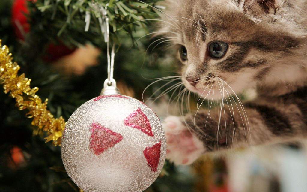 Kitten en kerstbal diamond painting ontwerp