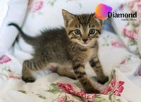 Thumbnail for Spelende kitten Diamond Painting for you