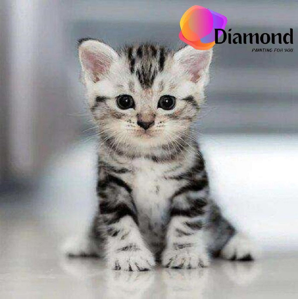 Mooie kitten Diamond Painting for you
