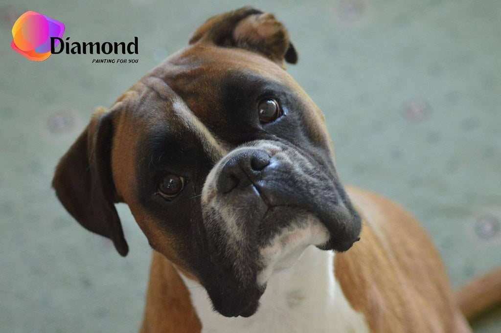 Boxer Diamond Painting for you