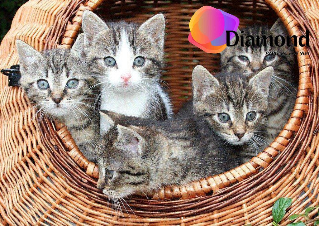 Kittens in een mand Diamond Painting for you