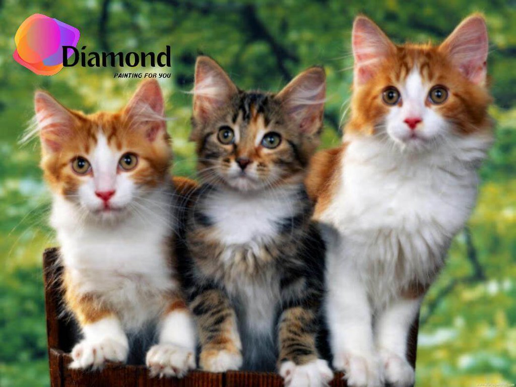 Katten in het bos Diamond Painting for you