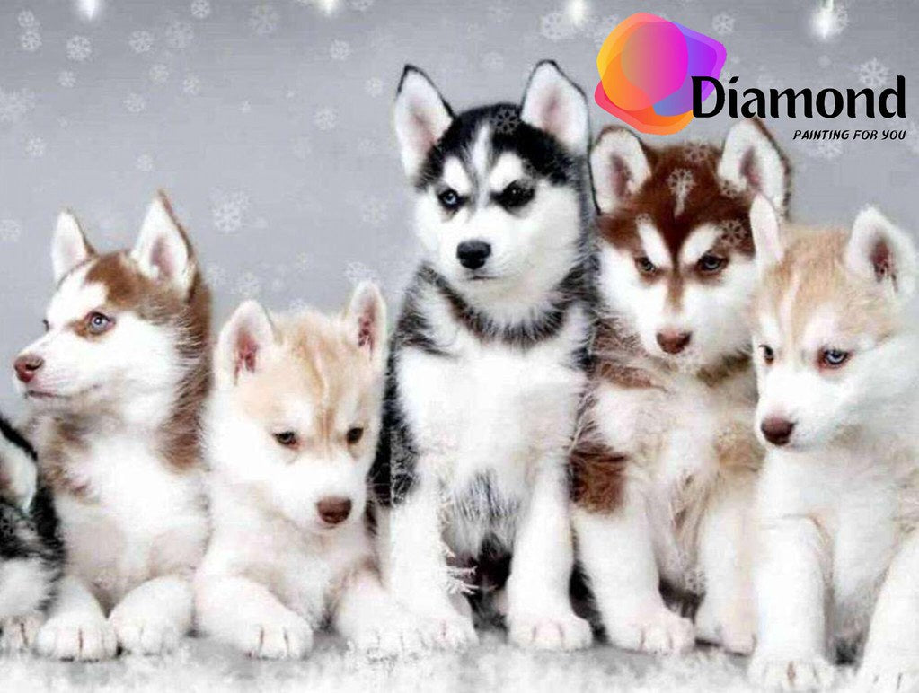 Husky puppies op portret Diamond Painting for you