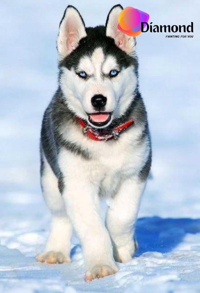 Husky pup in de sneeuw Diamond Painting for you